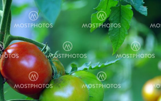 Tomatoes Ripening on the Vine