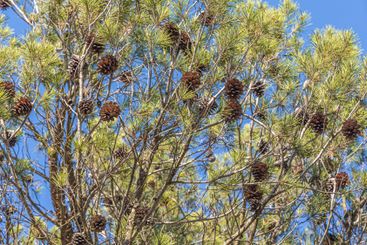 Twigs of pine trees with green needles and cones brown...