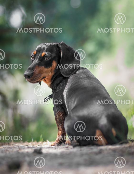 dachshund stay on the grass and looking back in the forest