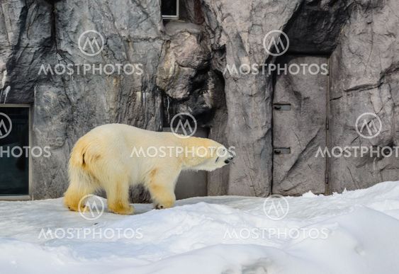 Polar Bear in Japan Zoo