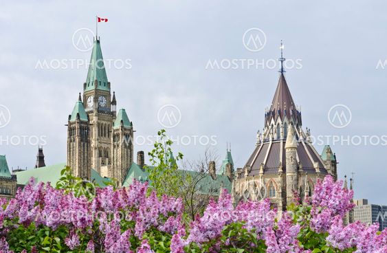 Parliamentary Lilacs