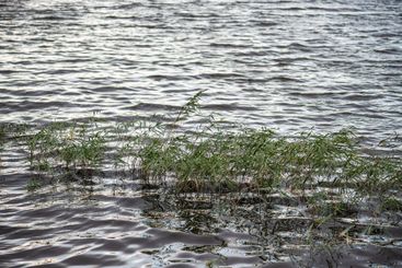 Grass in the lake in summer season