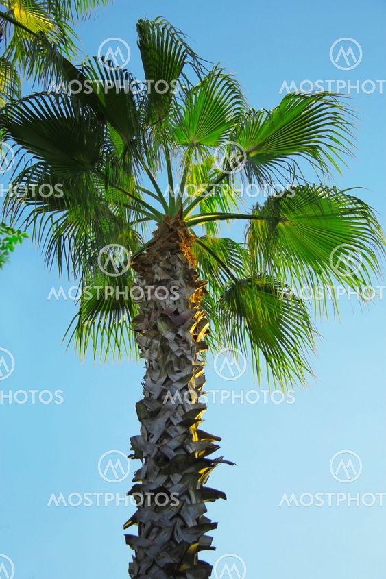 High tree growing in the park against blue sky