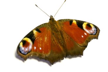 Colourful, European and butterfly as insect in studio...