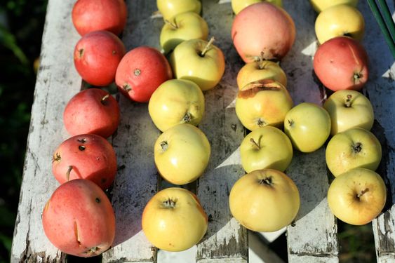 Apples