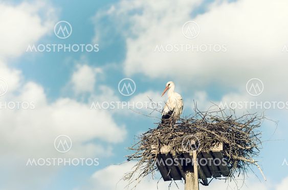 White Stork (Ciconia ciconia) standing on the nest