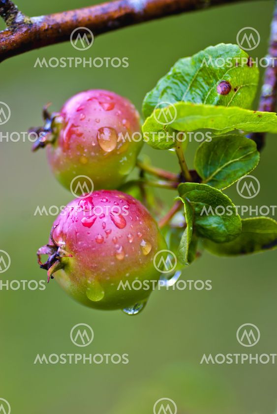 Apple tree
