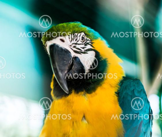 colorful parrot