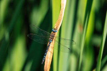 Dragonfly, Aeshna cyanea, insect in natural. Europe,...