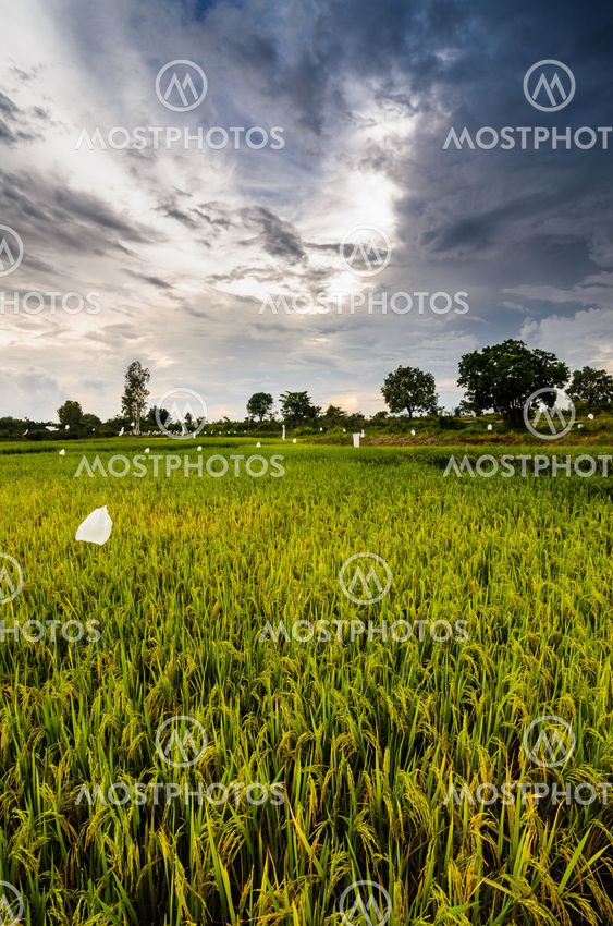 Rice field