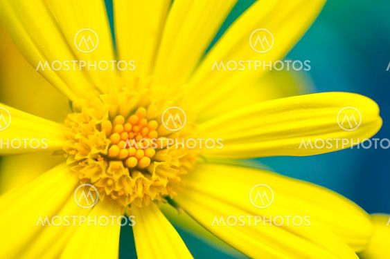 Yellow flower closeup