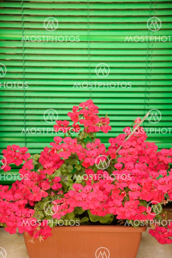 Flowers on window sill.