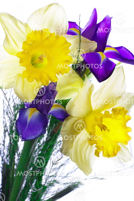 Bouquet of narcissus and iris