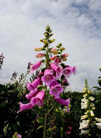 Digitalis purpurea