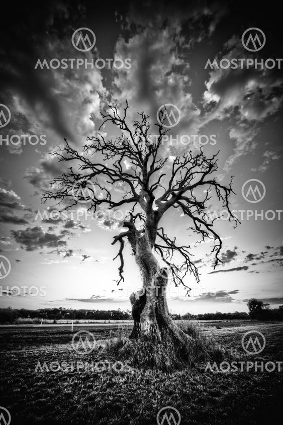 Alone dead tree on country highway in black and white.