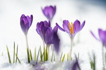 Purple crocusses in the snow