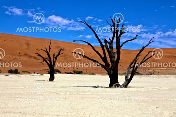dead trees in front of a orange dune in deadvlei namib naukluft national park namibia africa