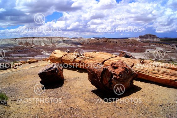 Petrified Forest