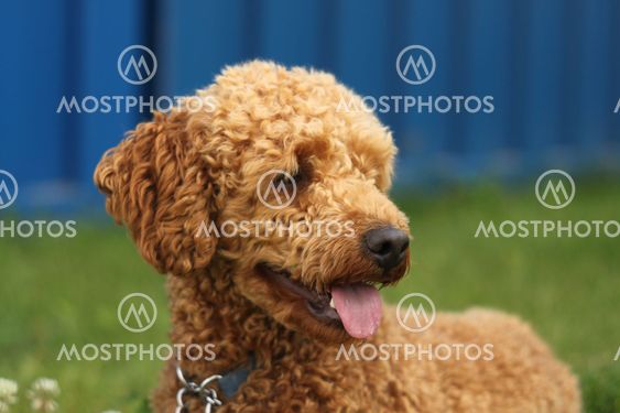 viggo standing in the grass