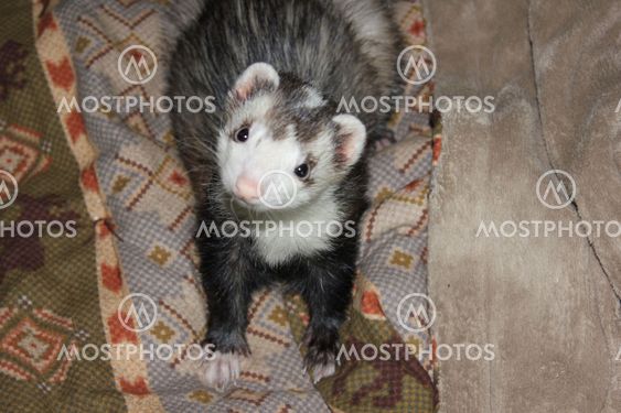 Ferret