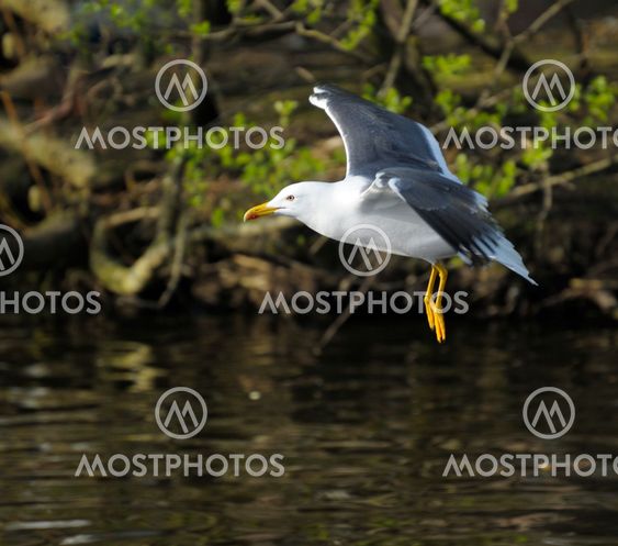 Lesser Black-backed gull
