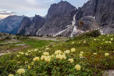 Wildflower season in Ergaki National Park.