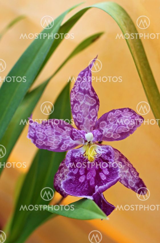 beautiful violet orchid