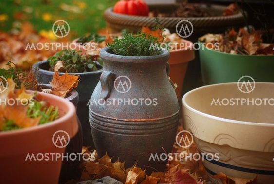 Thyme Pot