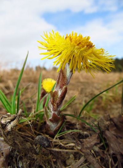Tussilago