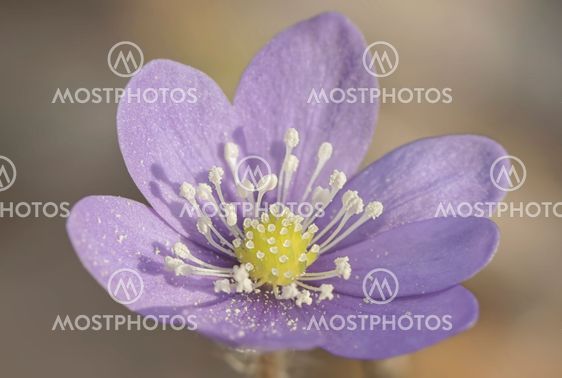 Violet Hepatica nobelis flower closeup