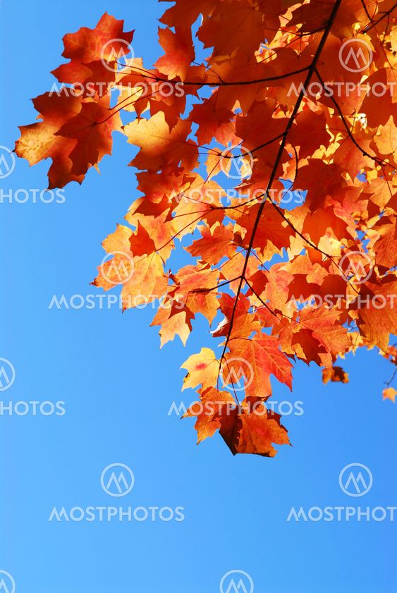 Fall maple leaves