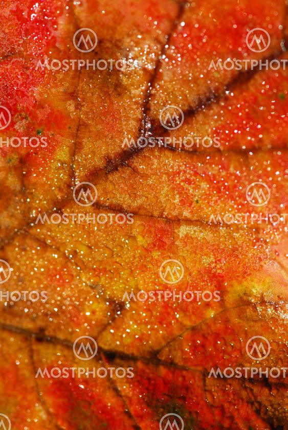 Autumn leaf macro