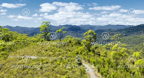 tasmania rain forest