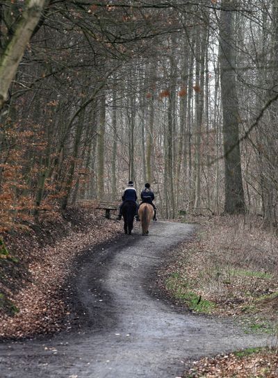 Riding horse in a forest in denmark scandinavia