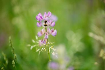 A bee is happily sitting on a beautiful purple flower in...