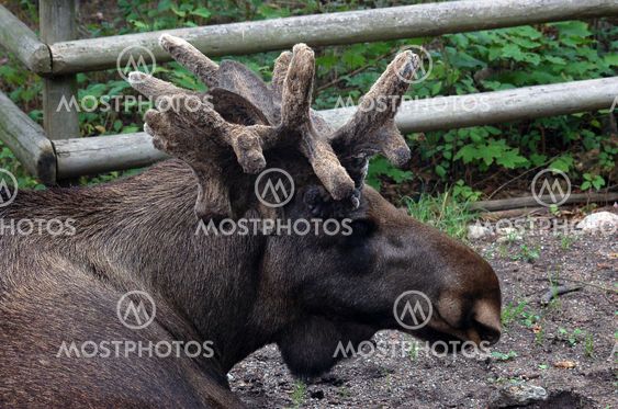 Young bull moose