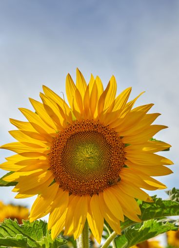 Harvest, nature and sunflowers with growth for closeup,...