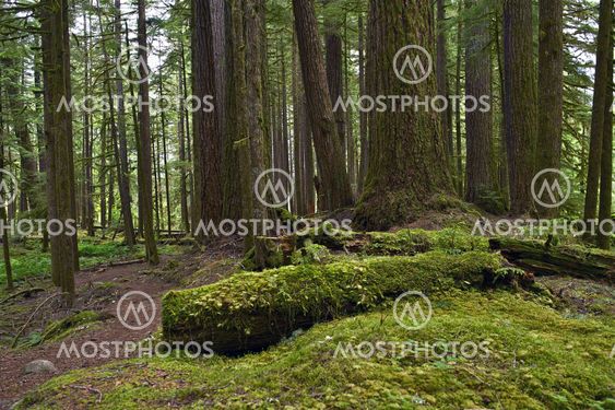 Forests of Pacific Northwest