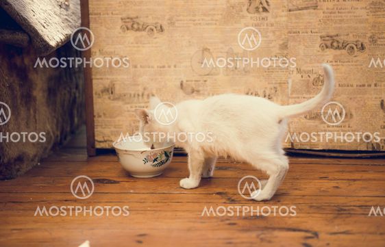 white kitten drinking milk out of bowl