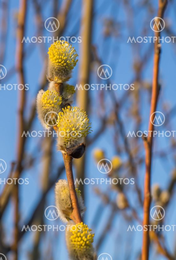 Blooming willow