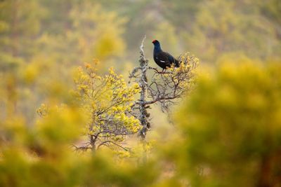 Black grouse on the bog meadow. Lekking nice bird Grouse,...