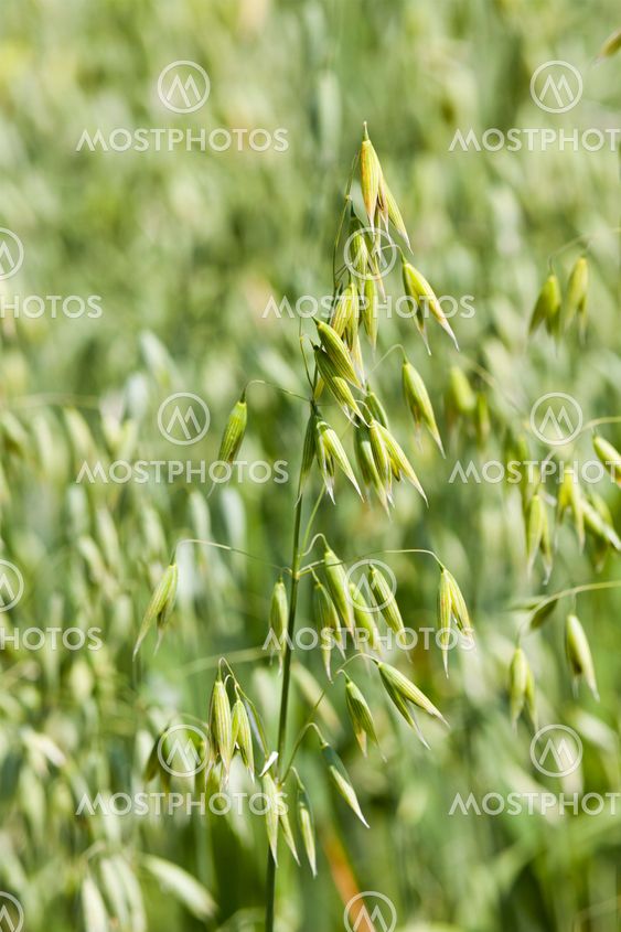 ears of corn