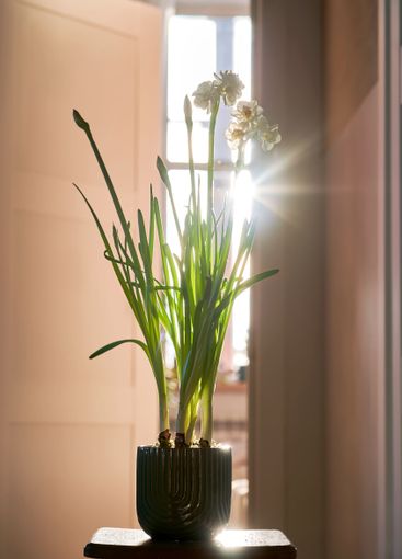 Narcissus in the home interior in sunlight.