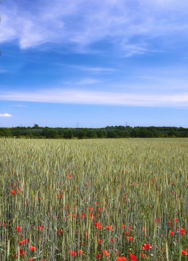 Nature, wheat and flowers in field outdoor for...