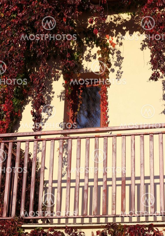 Window of a ivied house
