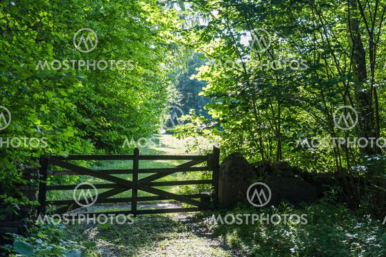 Old wooden gate in a lush greenery