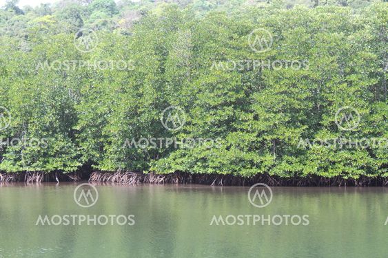Mangroveskog