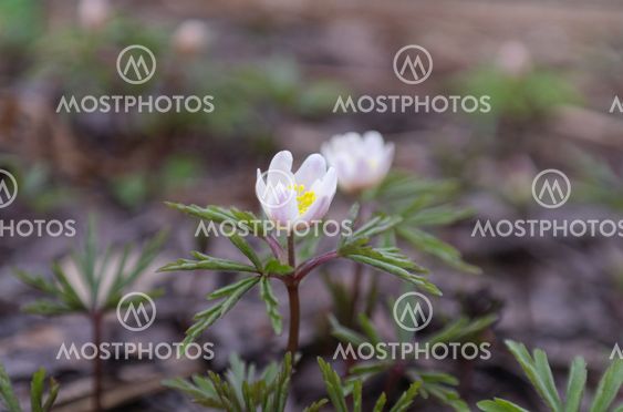 First white flowers