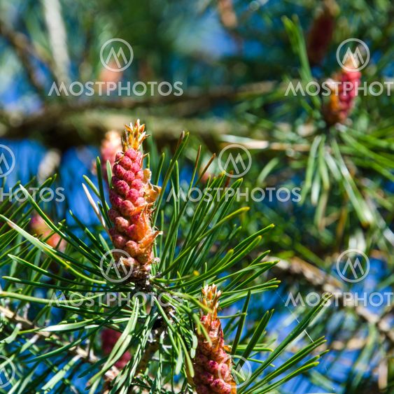 Pine tree blossom