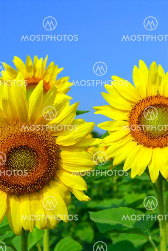 Sunflower field